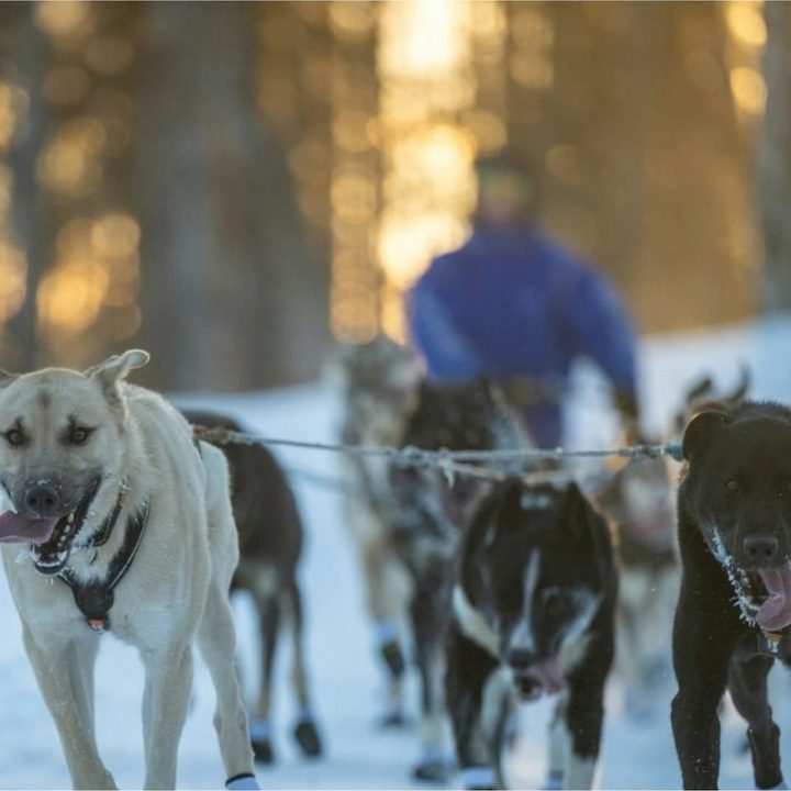 A husky team pulling a sled through sunlit birch forest